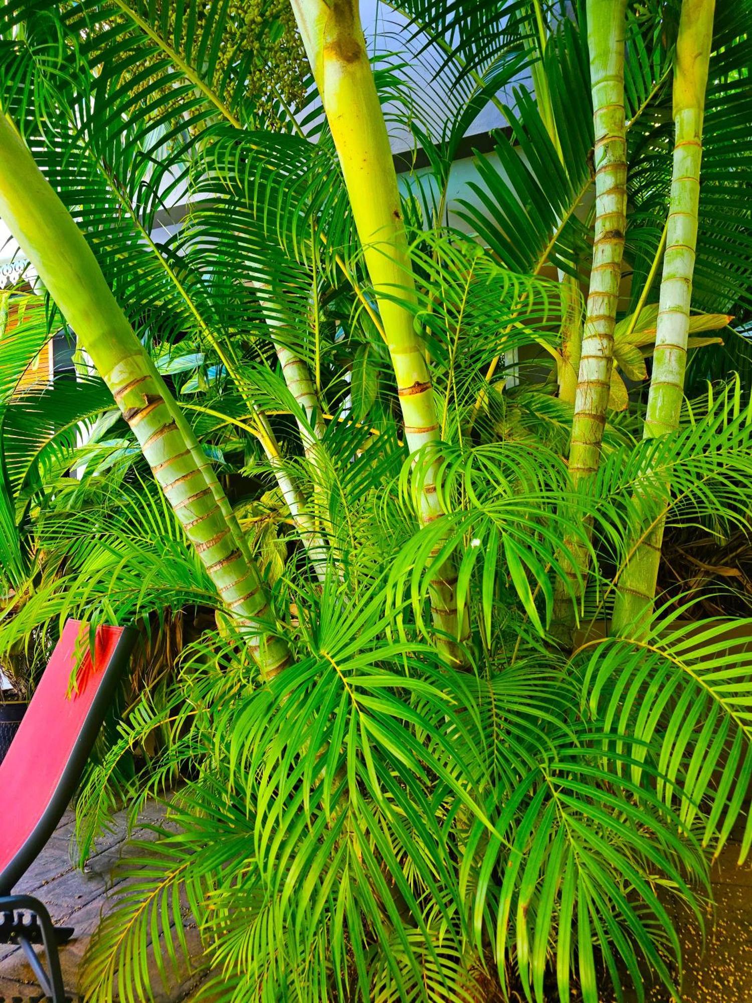 Malvilla Pereybere Beach Exterior foto